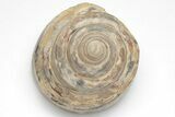 Polished Fossil Gastropod (Pleurotomaria) - Madagascar #207538-2